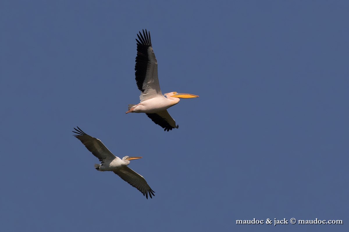 IMG_6028.jpg - with White Pelican