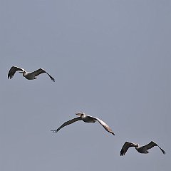 IMG_5964