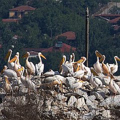 IMG_5893