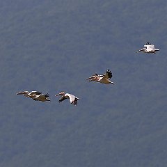 IMG_6223