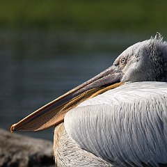 Pelecanus_crispus