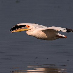 Pelecanus_onocrotalus