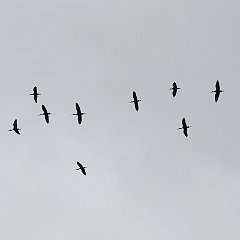 IMG_1484