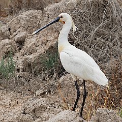 Platalea_leucorodia