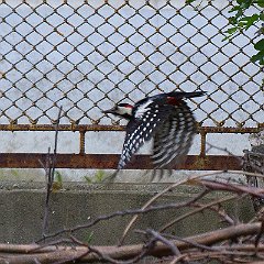 IMG_5386