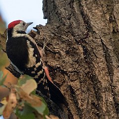 Dendrocoptes_medius