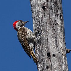 Dendropicos_fuscescens