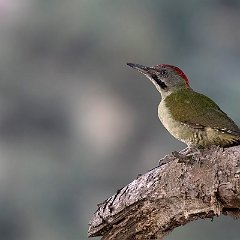 Picus_vaillantii