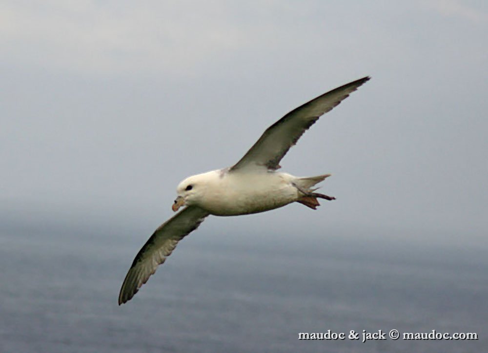 fulmaro02.jpg - Scotland
