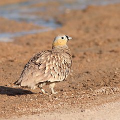 IMG_1229