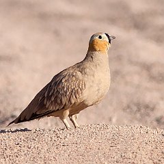 IMG_1232