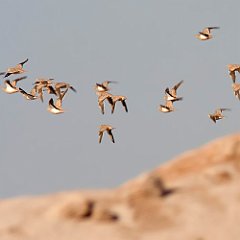 IMG_1234