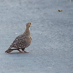 Pterocles_bicinctus