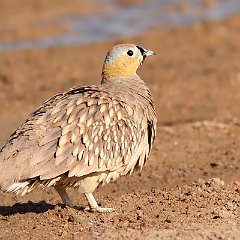 Pterocles_coronatus