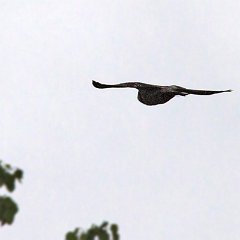IMG_0677