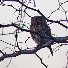 Glaucidium_perlatum