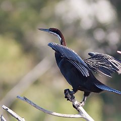 Anhinga_rufa