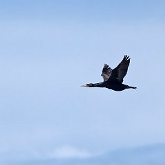 Phalacrocorax_capensis