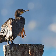 Phalacrocorax_carbo