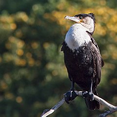 Phalacrocorax_lucidus