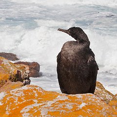 Phalacrocorax_neglectus