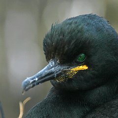 Phalacrocoracidae