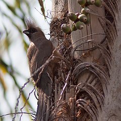 Coliiformes