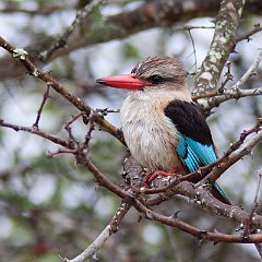 Coraciiformes