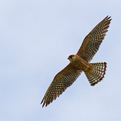 Falconiformes