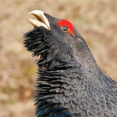 Galliformes