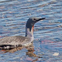 Gaviiformes