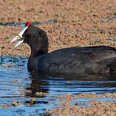 Gruiformes