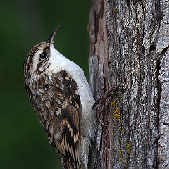 Passeriformes