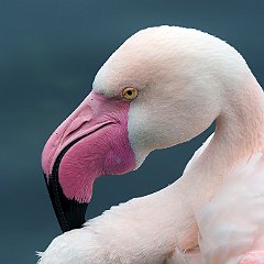 Phoenicopteriformes