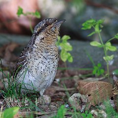 Piciformes