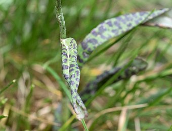 Dactylorhiza maculata fuchsii Cadore (BL)