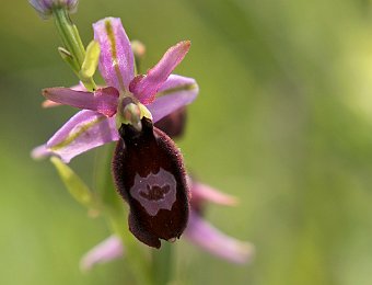 Ophrys bertolonii benacensis Marezzane (VR)