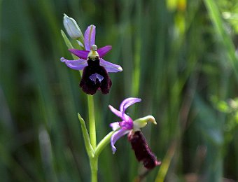 Ophrys bertolonii benacensis Marezzane (VR)