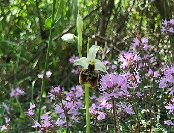 Ophrys holosericea appennina Parco dell'Abbazia Monteveglio (BO)