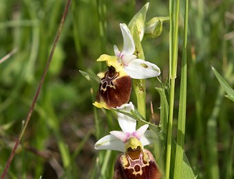Ophrys holosericea holosericea Marezzane (VR)