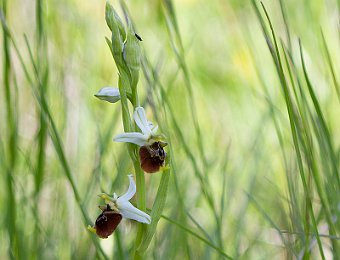 Ophrys holosericea holosericea Marezzane (VR)
