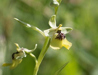 Ophrys lacaitae Valle dell'Anapo (SR)