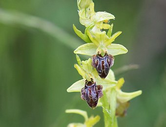 Ophrys sphegodes grassoana