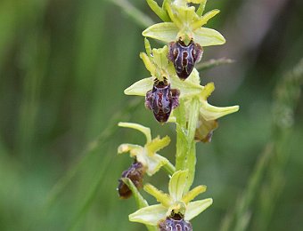 Ophrys sphegodes grassoana