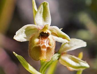 Ophrys oxyrrhynchos bianca