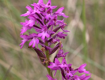 Anacamptis berica Avesa, Verona