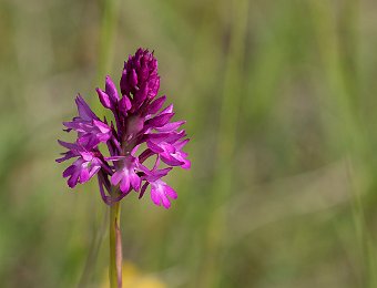 Anacamptis berica Marezzane (VR)