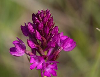 Anacamptis berica Marezzane (VR)