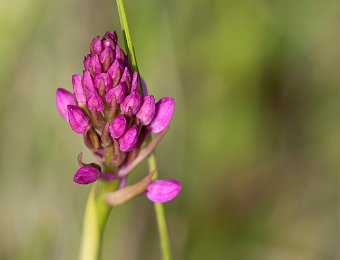 Anacamptis berica Marezzane (VR)