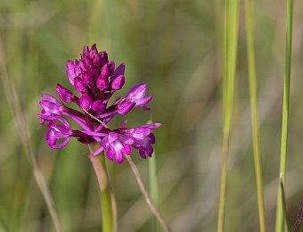 Anacamptis berica Marezzane (VR)